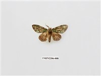 藏品(褐斑綠舟蛾)的圖片